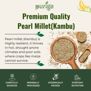 pearl millet (kambu)