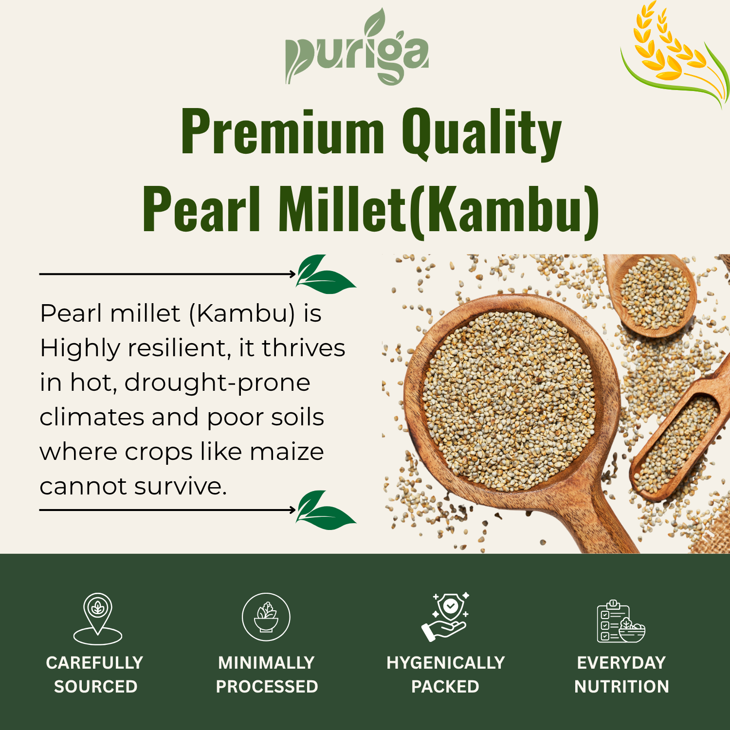 pearl millet (kambu) pearl millet (kambu)