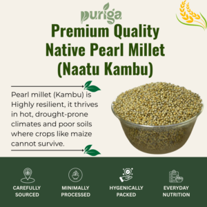 native pearl millet (naattu kambu)